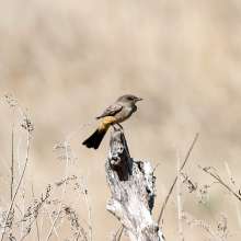 Say's Phoebe Cottonwood Canyon Scenic Drive