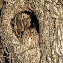 Screech Owl Wild Horse Canyon Scenic Drive