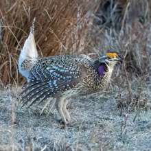 Sharp Tailed Grouse Sandhills Scenic Drive