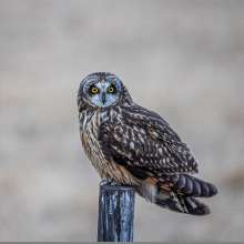 Short Eared Owl Cottonwood Canyon Scenic Drive