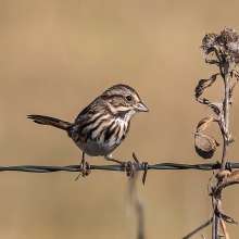 Song Sparrow Wild Horse Canyon Scenic Drive