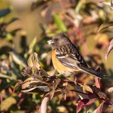 Spotted Towhee Wild Horse Canyon Scenic Drive