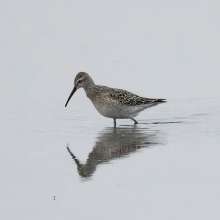 Stilt Sandpiper Challenging Sandhills Scenic Drive