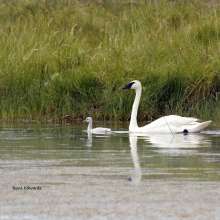 Swans Challenging Sandhills Scenic Drive