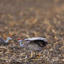 Sandhill Cranes