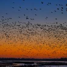 Sandhill Cranes