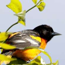 Baltimore Oriole Challenging Sandhills Scenic Drive