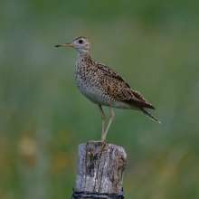 Upland Sandpiper Sandhills Scenic Drive