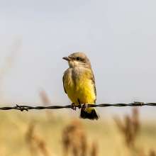 Western Kingbird Cottonwood Canyon Scenic Drive