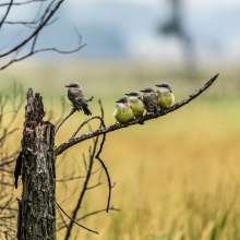 Western Kingbirds Cottonwood Canyon Scenic Drive