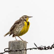 Western Meadowlark Wild Horse Canyon Scenic Drive