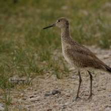Willet Challenging Sandhills Scenic Drive