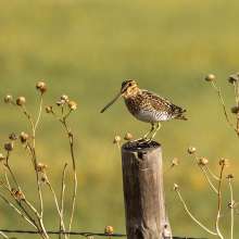 Wilsons Snipe Sandhills Scenic Drive