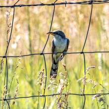 Yellow Billed Cuckoo Sandhills Scenic Drive