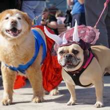 Pet_Parade_9
