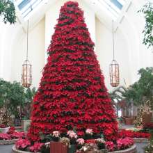 Holiday Poinsettia Show
