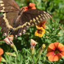OBX Daydream | Elizabethan Gardens