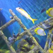 OBX Daydream | Aquarium (Otter-ly amazing!)