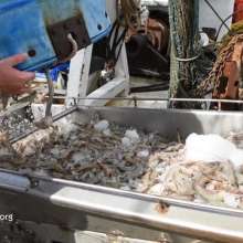 OBX Daydream | Wanchese Shrimp Haul
