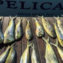 OBX Daydream | Sunshine on the Water