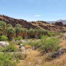 Andreas Canyon palm grove