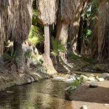 Stream at Andreas Canyon