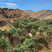 Hike in Palm Canyon with tree grove.