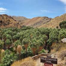 Palm Canyon trail.