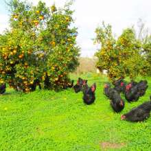 Chickens