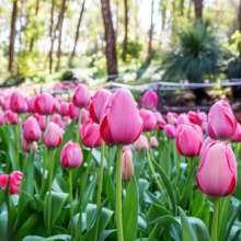Armadale Araluen