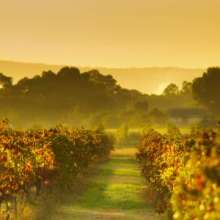 Autumn Vineyard