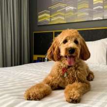 citadines pet friendly