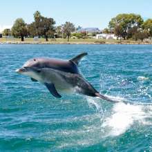 Dolphin