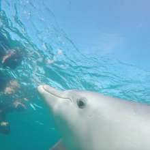 Dolphins-Rockingham