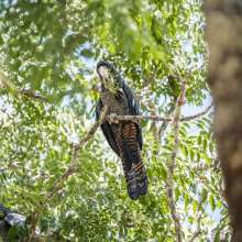 Red Tailed Black Cockatoo