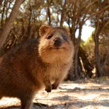Quokka-Rottnest Island