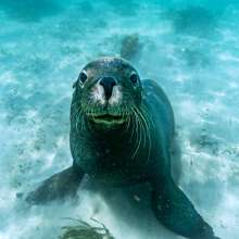 Australian Sealion looking at camera in crystal clear waters