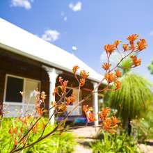 Frontage-kangaroo paw