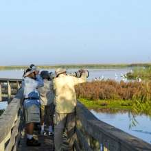 Birding