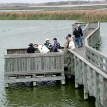 Birding on the Boardwalk
