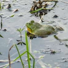 A large green frog pokes his head out of the water.