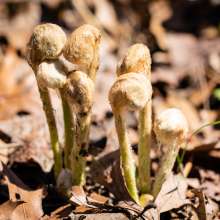 Ferns are just beginning to poke through the ground. They are still shaped like fiddleheads and not yet spread out to be fern-like.