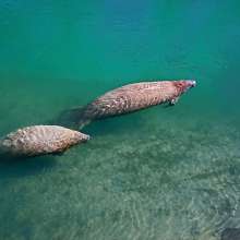 Manatees at Port
