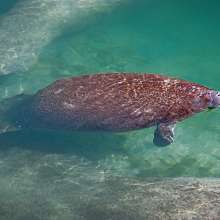 Manatees at Port