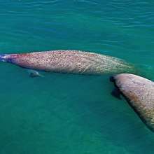 Manatees at Port