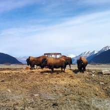 Visit Anchorage Destination Immersion 3