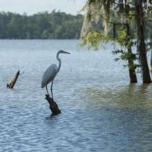 Egret