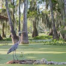 Heron