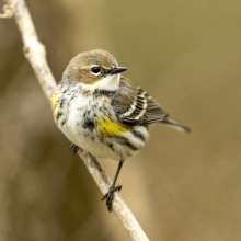 Yellow Rumped Warbler