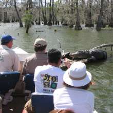 cajun country swamp tours 1.jpg